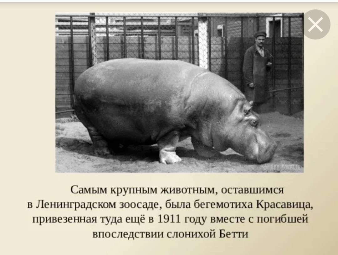 Беседа "Почему зоопарк остался Ленинградским"