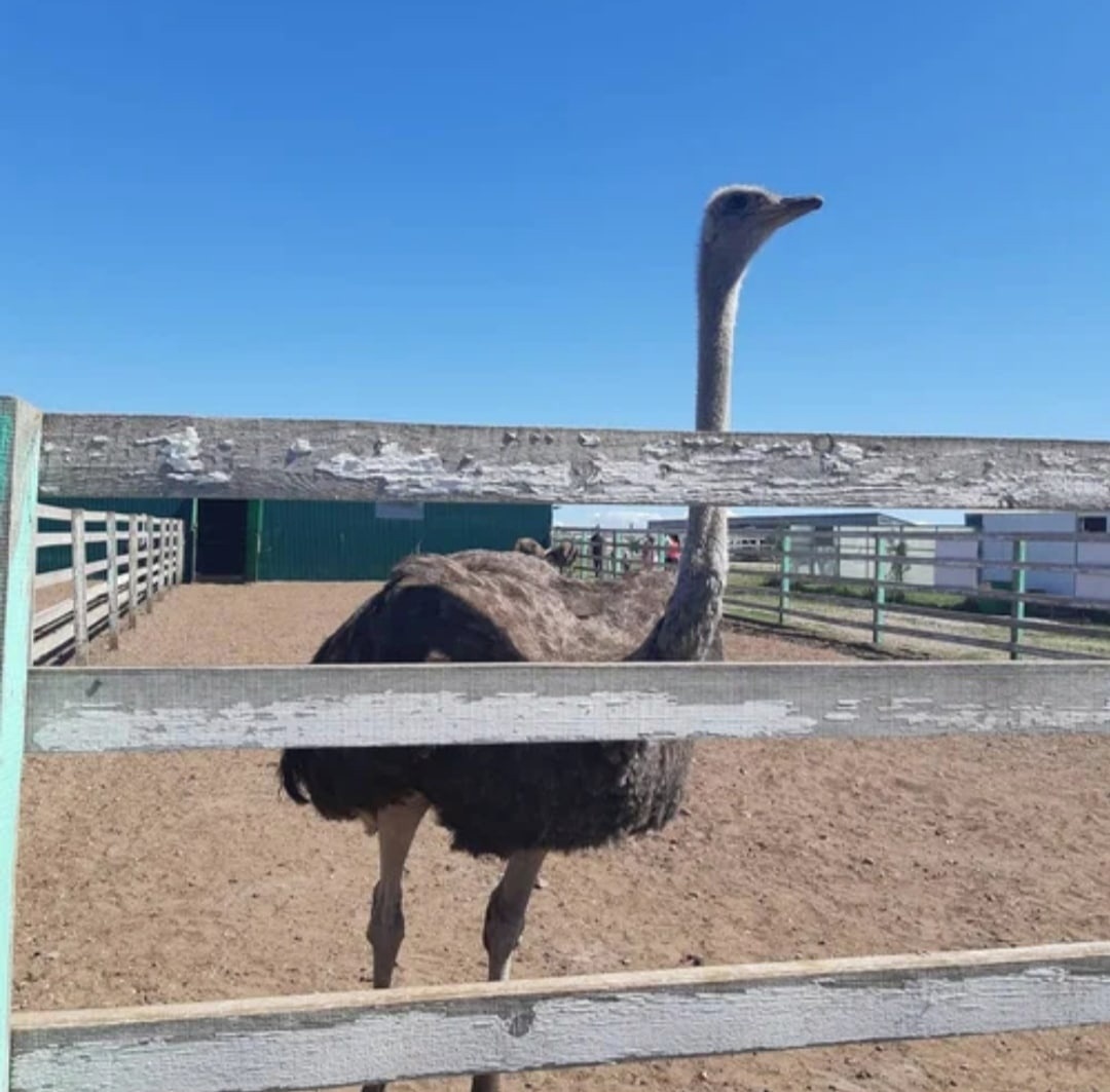 Экскурсия на ферму "Великолепный страус"